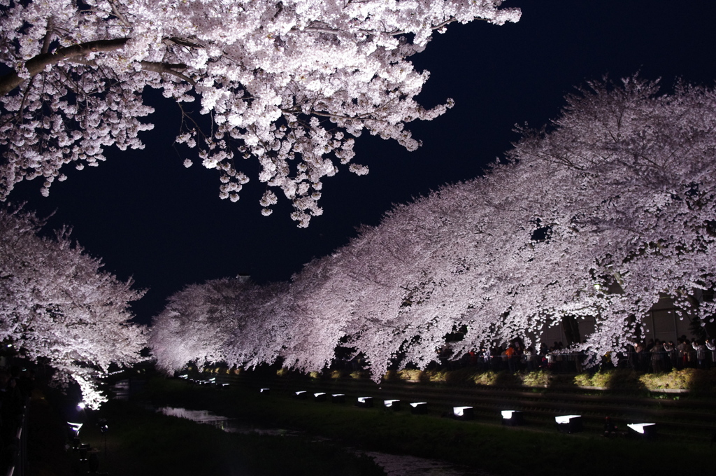 夜桜