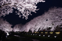 夜桜