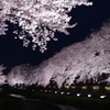 夜桜