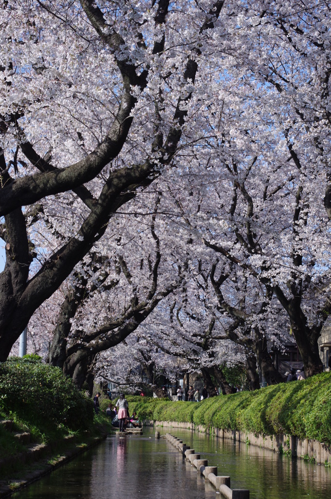 水路の桜