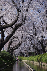 水路の桜