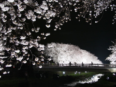 野川の夜桜