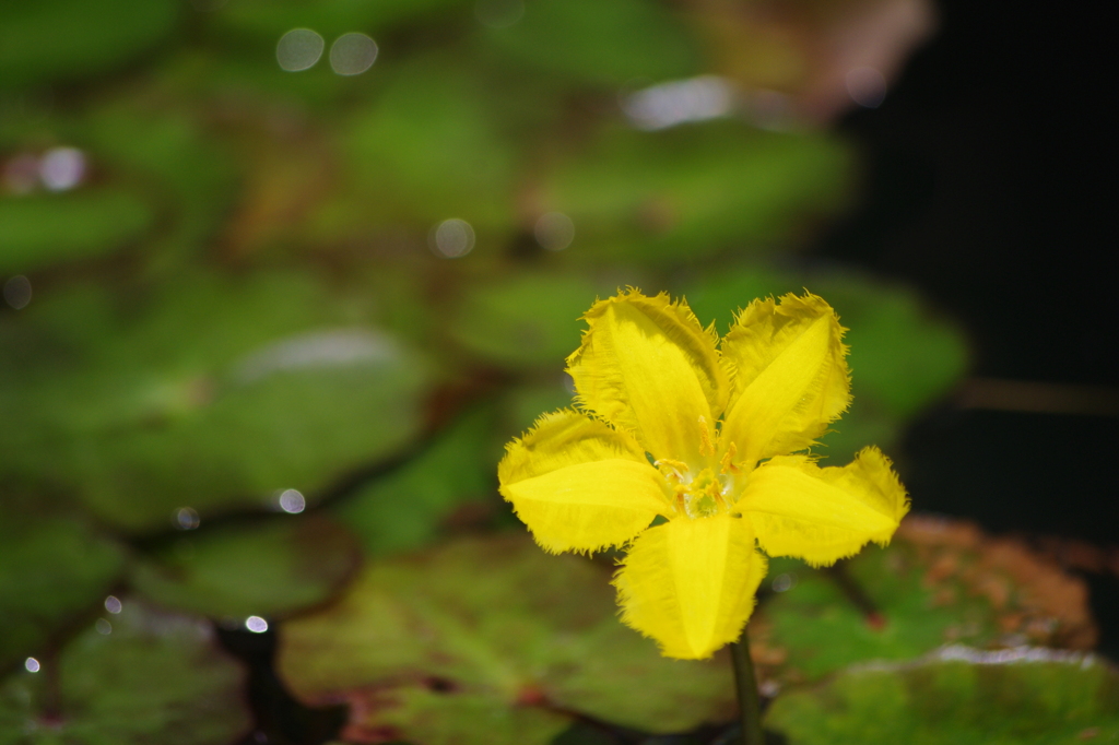 水辺の花