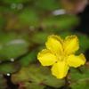 水辺の花