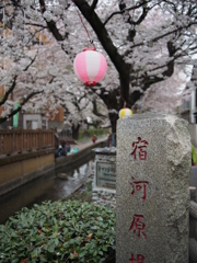 桜祭り