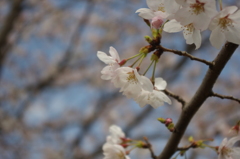 多摩川の桜