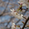 多摩川の桜