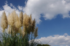 秋空
