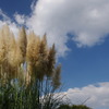秋空