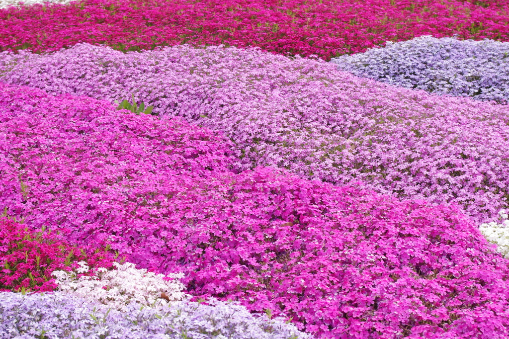 芝桜