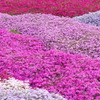 芝桜