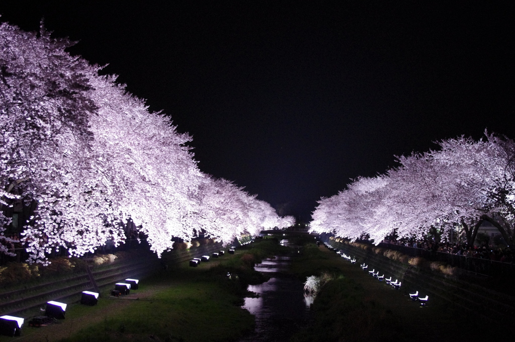 夜桜