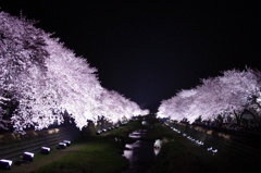 夜桜