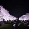 夜桜