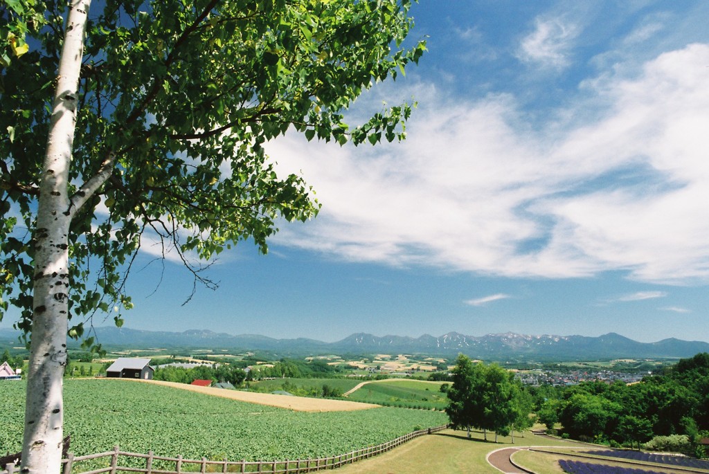 丘の夏