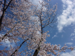 さくら