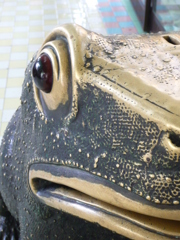 Big frog in Mandalay,Burma