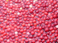Cranberry in Richmond,BC,Canada