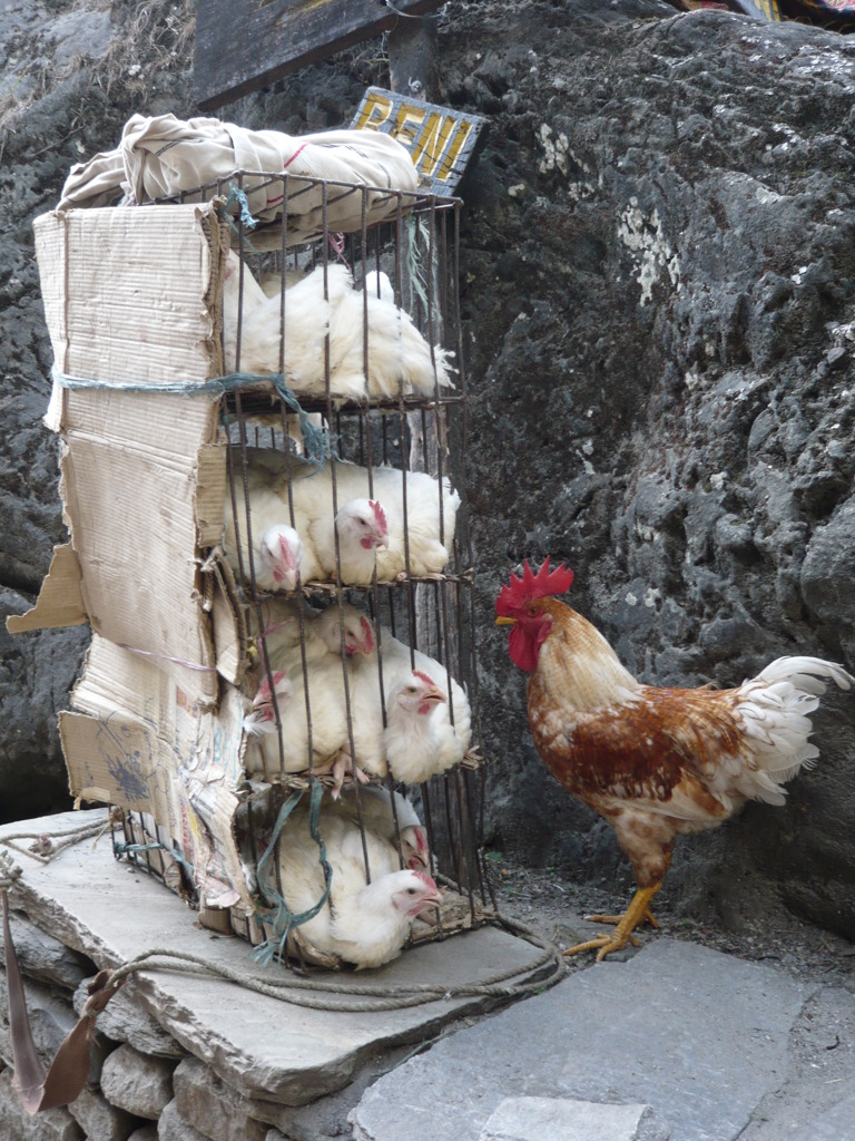 Help us! in Nepal