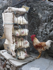 Help us! in Nepal
