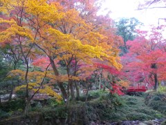 foliage season