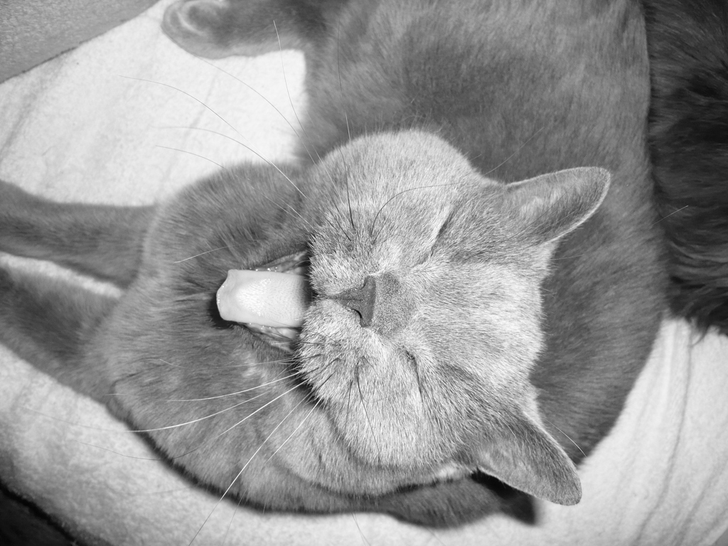My lovely cat