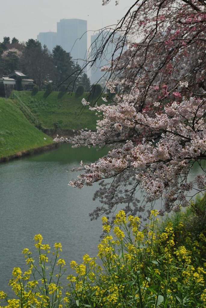 菜の花と桜
