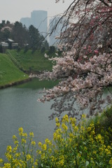 菜の花と桜