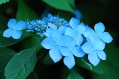 紫陽花