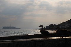 江ノ島と鴨