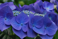 紫陽花