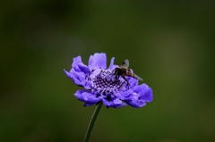IMG_0420-タカネマツムシソウと蜂