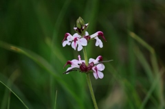 IMG_0583-ヨツバシオガマ