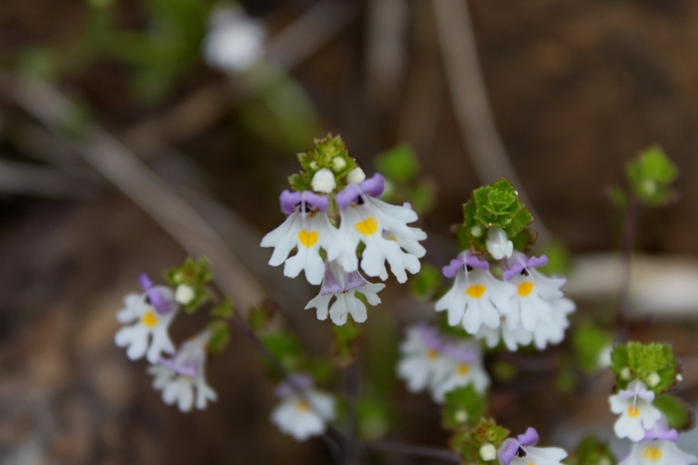 IMG_0449-ミヤマコゴメグサ