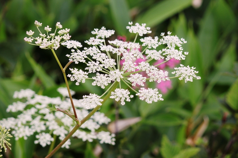 IMG_0351-ハクサンボウフウ