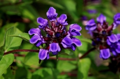 IMG_0500-タテヤマウツボグサ