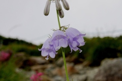 IMG_0681-ハクサンシャジン