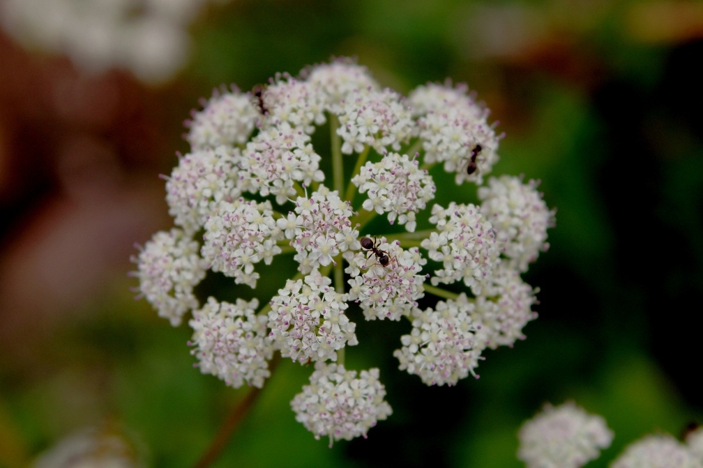 IMG_0713-ハクサンボウフウ