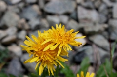 IMG_0673-ミヤマタンポポ