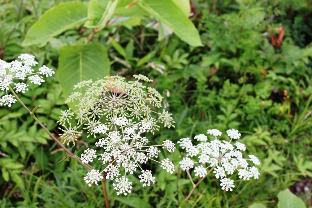 IMG_0709-ミヤマトウキ