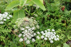 IMG_0709-ミヤマトウキ