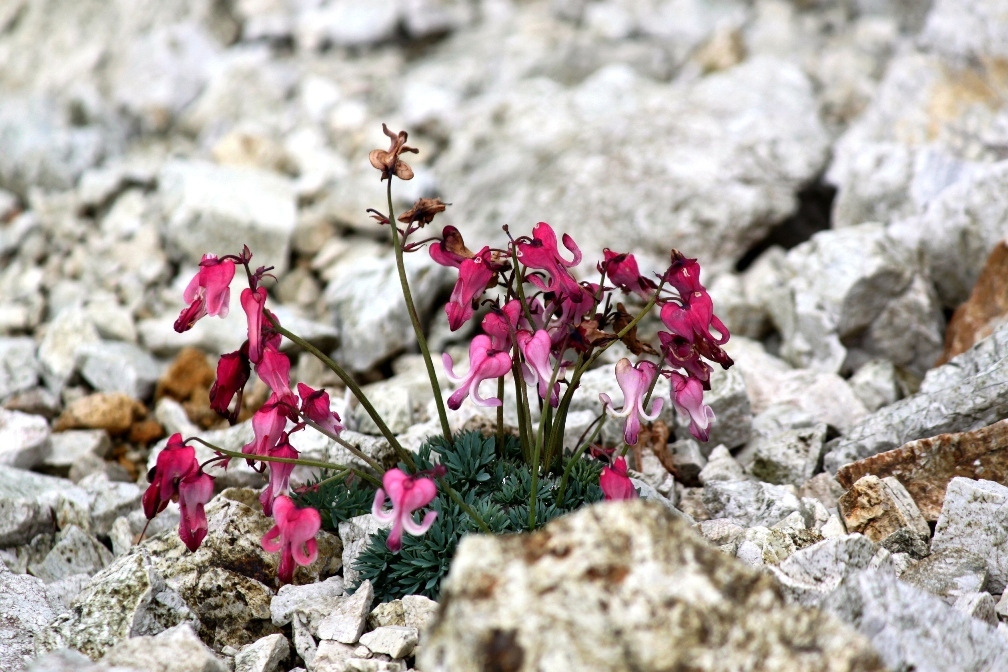 IMG_0568-コマクサ