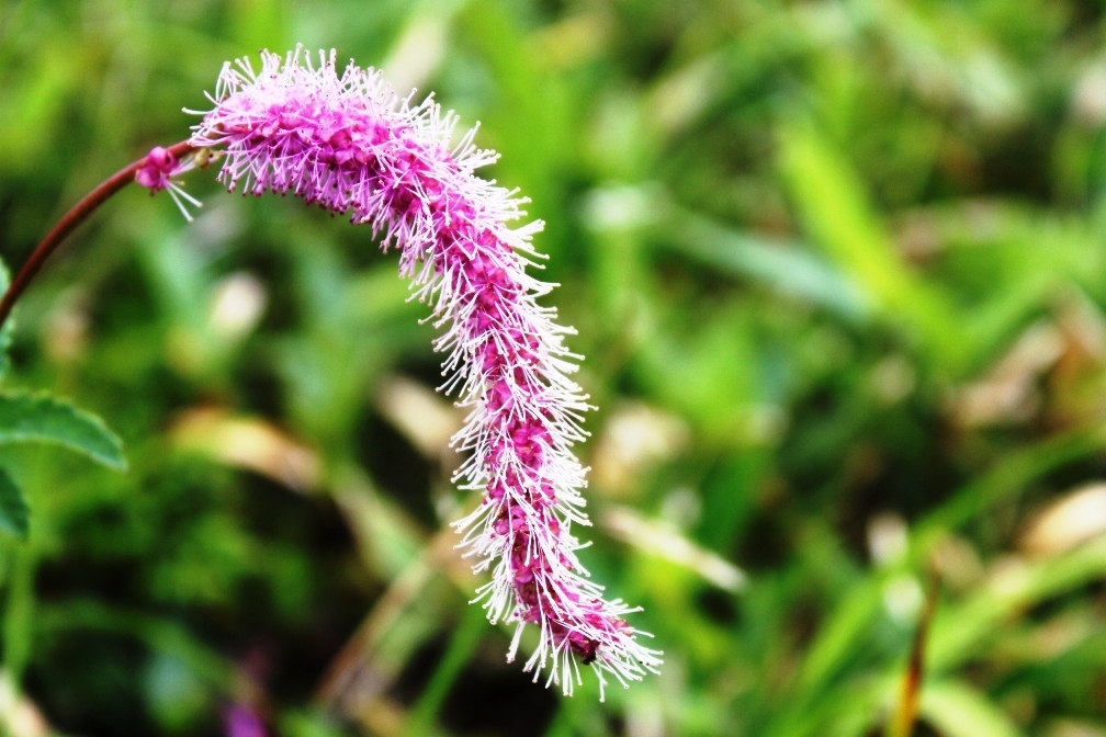 IMG_0448-カライトソウ