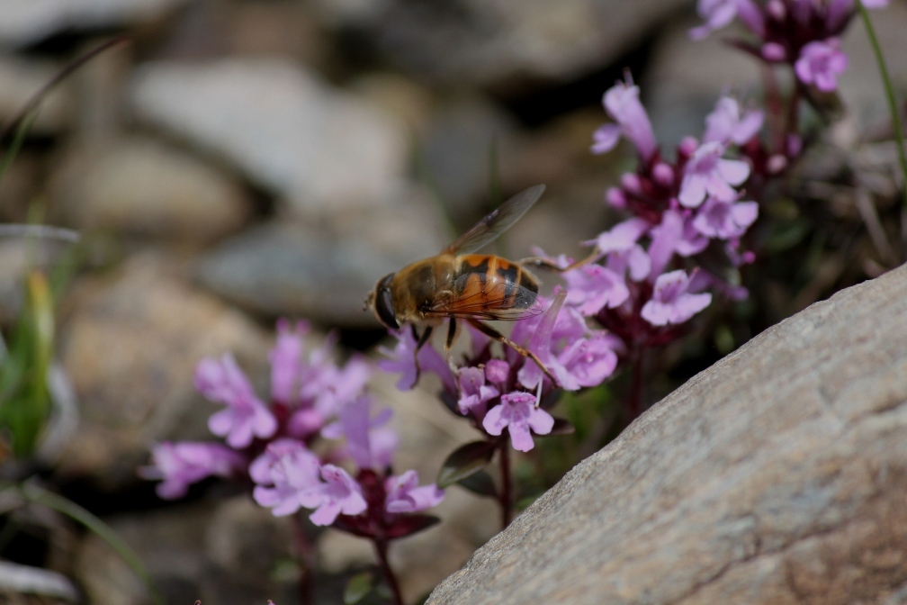 IMG_0458-ヨツバシオガマと蜂