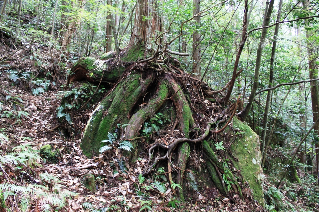 岩を包み込む根っ子
