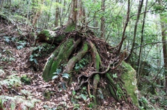 岩を包み込む根っ子