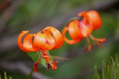 IMG_0471-コオニユリ