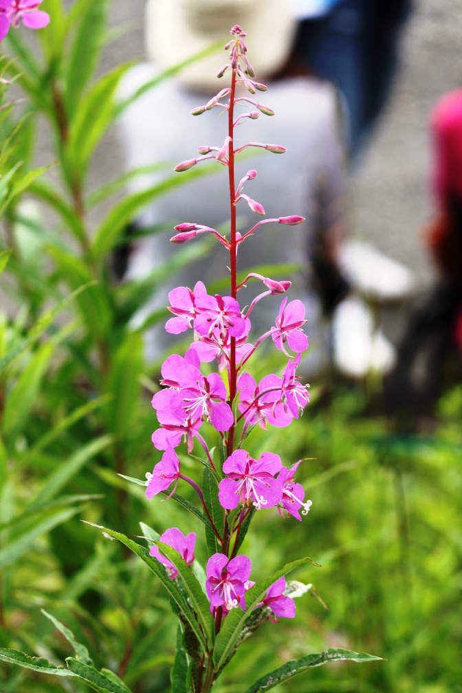 IMG_0348-ヤナギラン