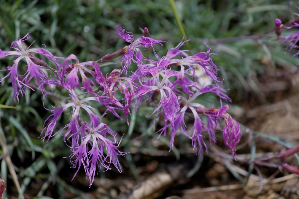 IMG_0454-タカネナデシコ