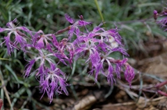 IMG_0454-タカネナデシコ